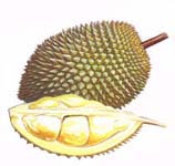 Durian fruit