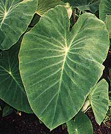 Taro leaves